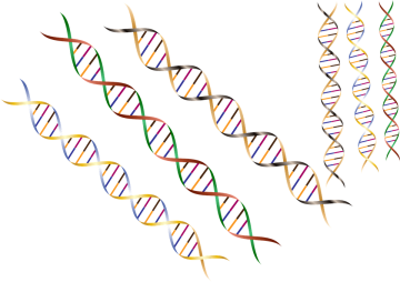 Strands of DNA