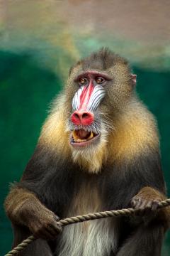 Baboon